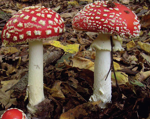 Controllo commestibilità funghi